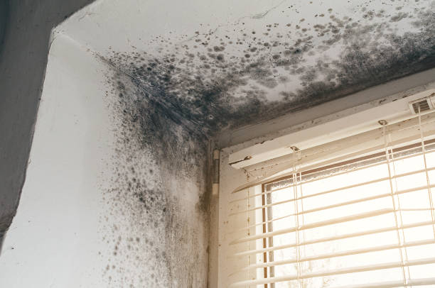 Affordable Commercial Mold Remediation solutions in Gowen, MI