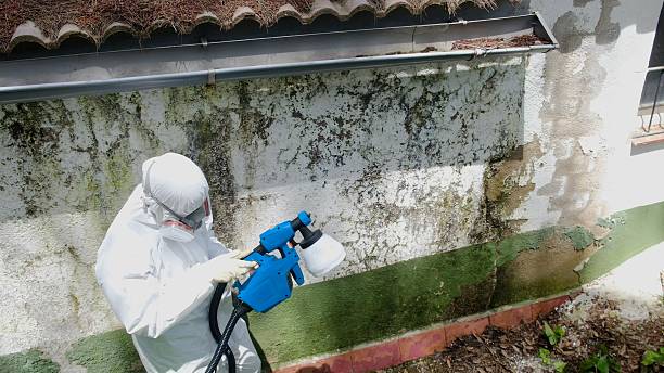 Top rated local Commercial Mold Remediation specialists in Gowen, MI